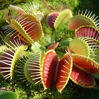 Sonnentag Venus Fly Trap Seeds for planting and growing Dionaea muscipula carnivorous plants