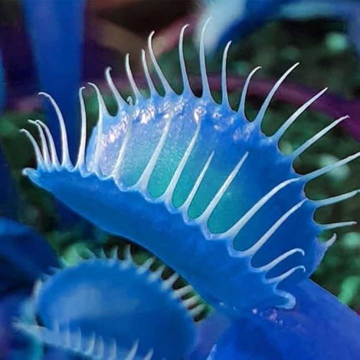 Blue Venus Fly Trap Seeds for Planting – Dionaea muscipula Carnivorous Plant