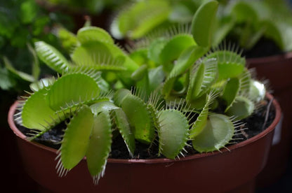 Green Venus Fly Trap Plant Seeds for planting and growing Dionaea muscipula