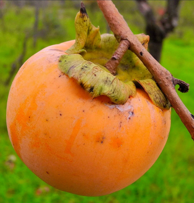Orange Diospyros Fruit Seeds for Planting for Growing an Orange Fruiting Tree