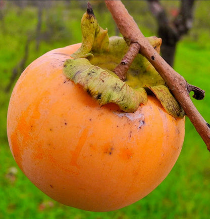 Orange Diospyros Fruit Seeds for Planting for Growing an Orange Fruiting Tree
