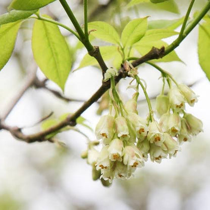 Bladdernut Flower Seeds for Planting featuring Diospyros whyteana evergreen shrub with glossy dark green leaves, pale flowers, and decorative lantern-like fruits