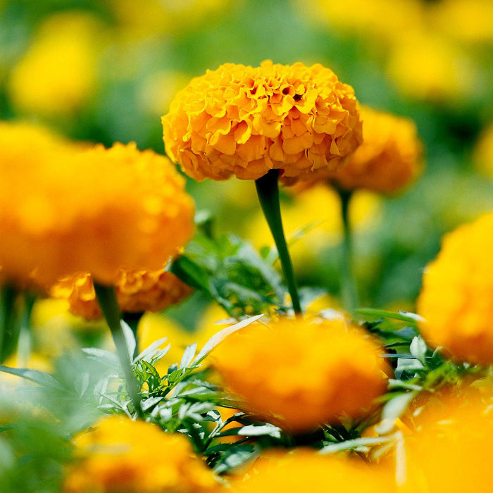 African Marigold plant