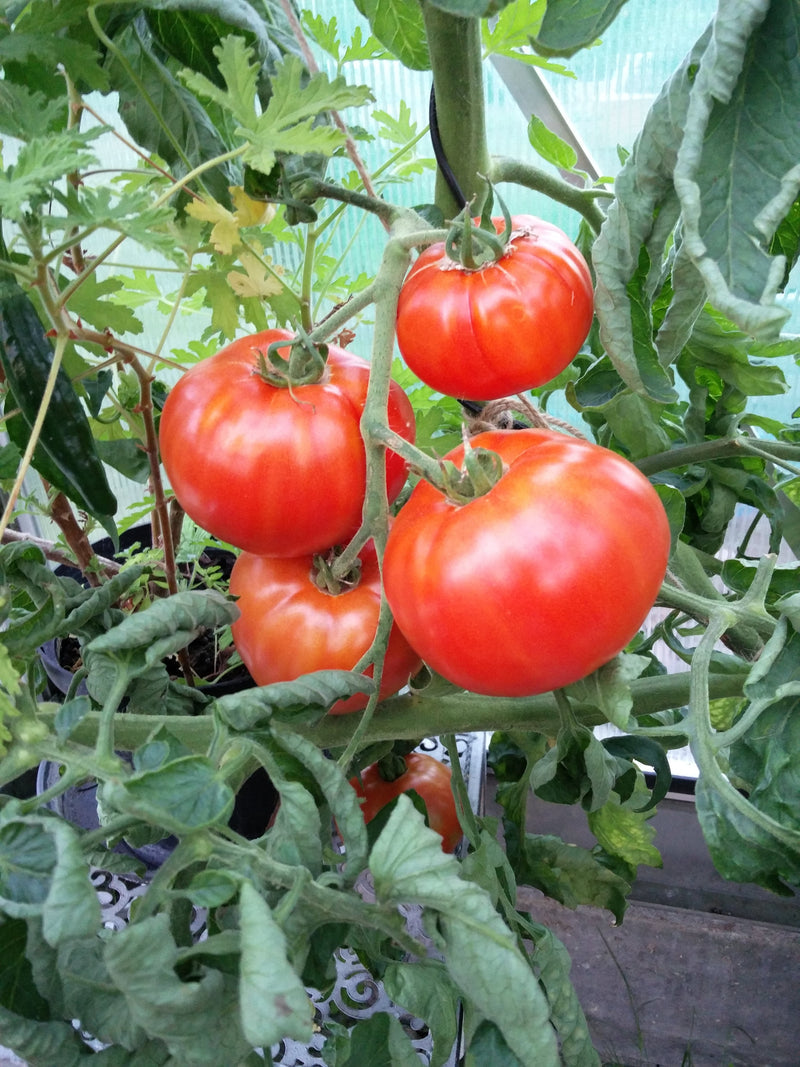 Peron Sprayless Tomato Seeds for Planting – Heirloom Non-GMO Garden Seeds