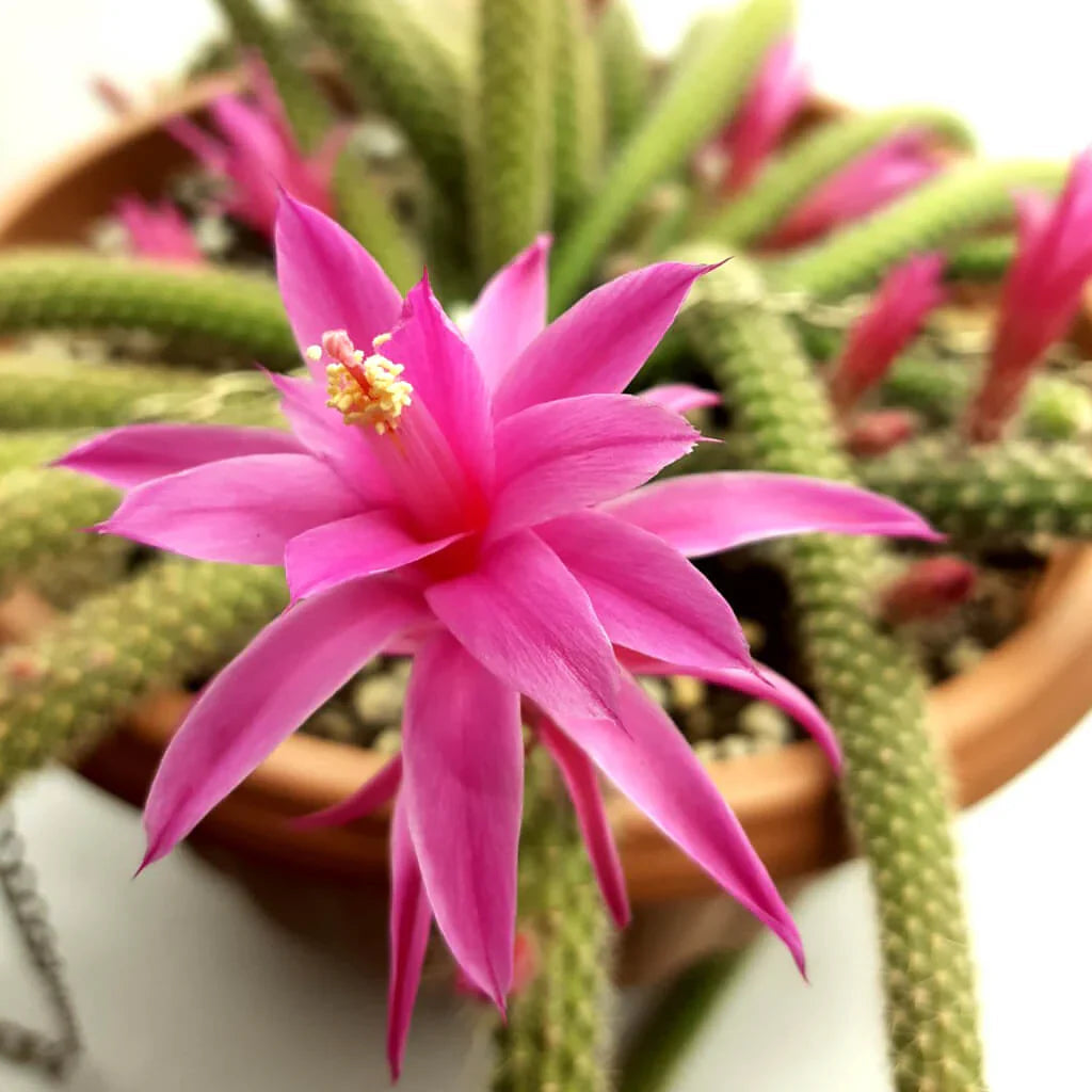 Pink Flagelli flower seeds