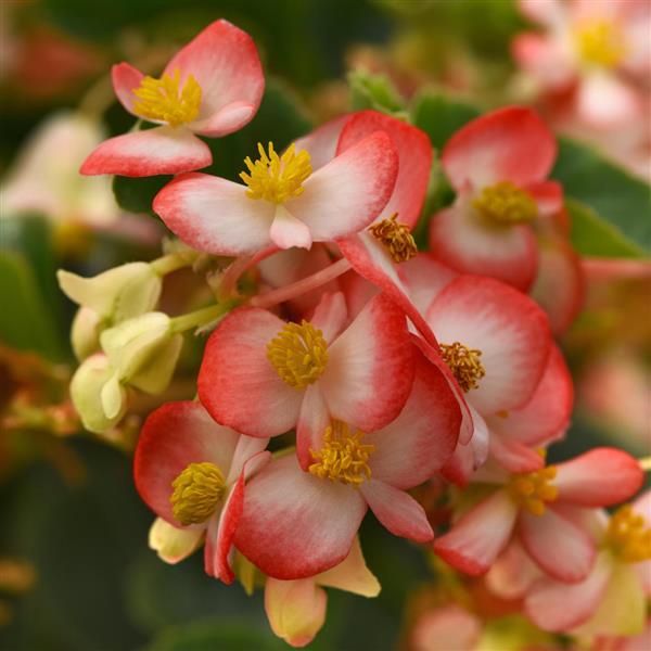 Red White flower seeds