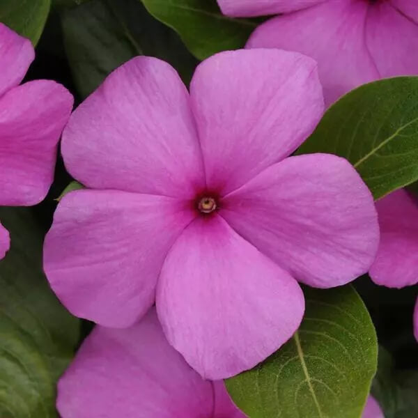Wildflower Mix Periwinkle plant