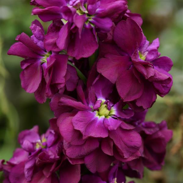 Matthiola Incana flower seeds