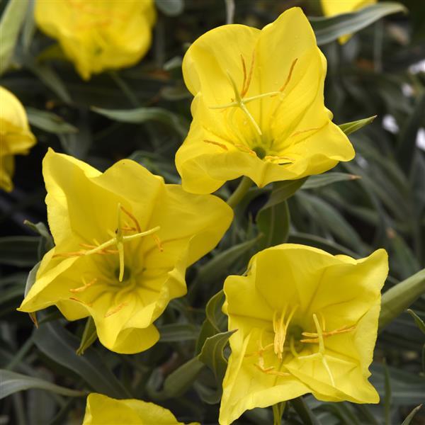 Primrose Oenothera Macrocarpa plant