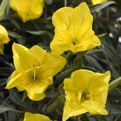 Primrose Oenothera Macrocarpa plant