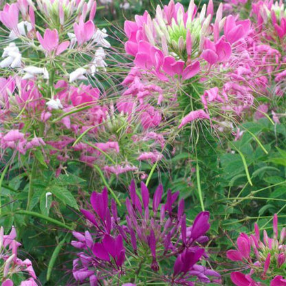 Queen Cleome plant