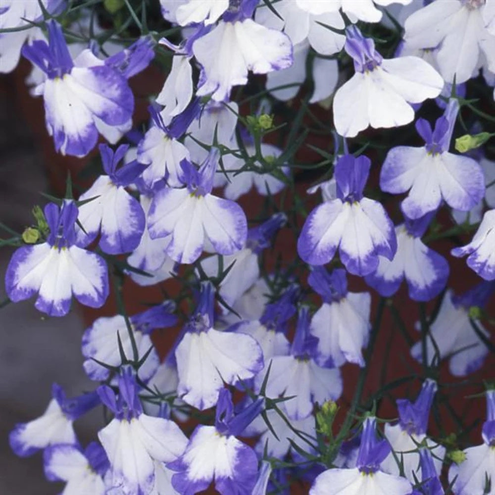 Blue Splash Lobelia plant