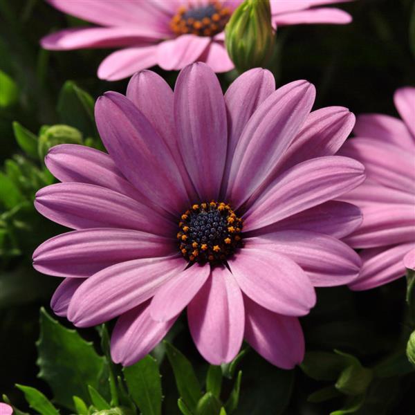 Osteospermum Ecklonis flower seeds