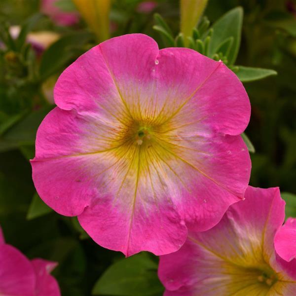 Petunia Merlin flower seeds