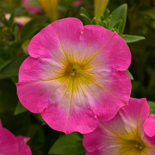 Petunia Merlin flower seeds