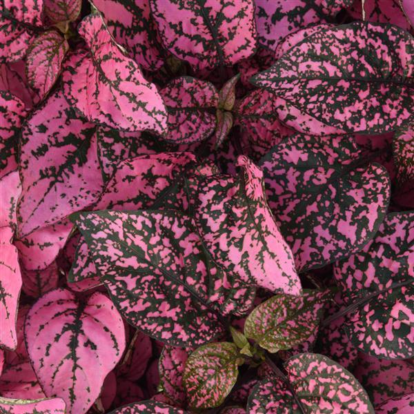Pink Hypoestes flower seeds