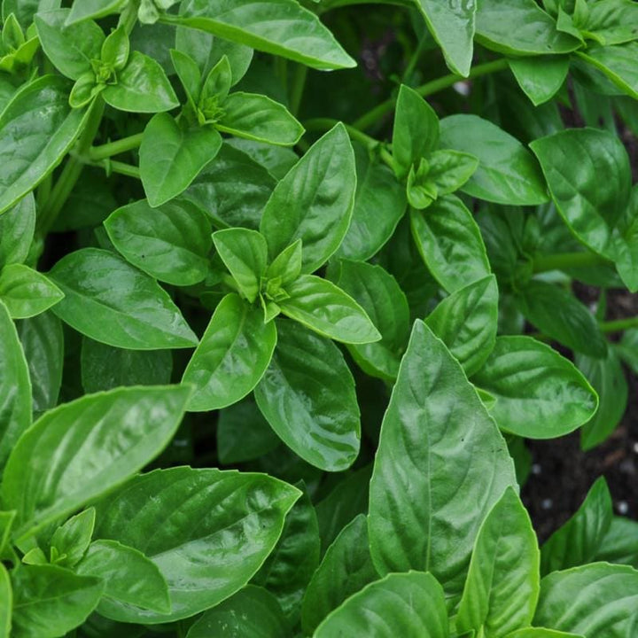 Dolce Fresca Basil Herb Seeds for Planting – Heirloom Non-GMO Garden Seeds