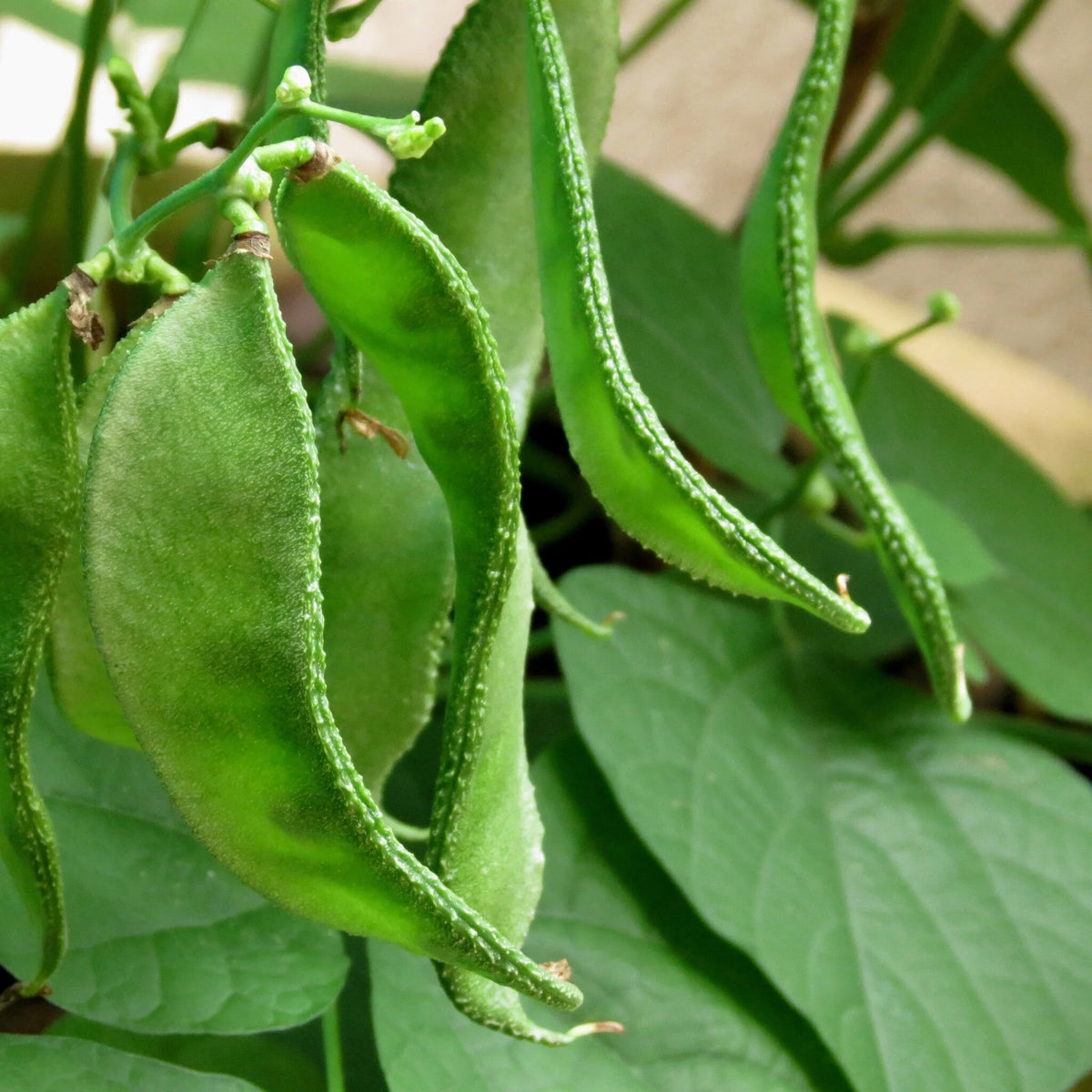 Dolichos bean seeds growing into a vigorous Lablab purpureus climbing vine with colorful flowers and bean pods