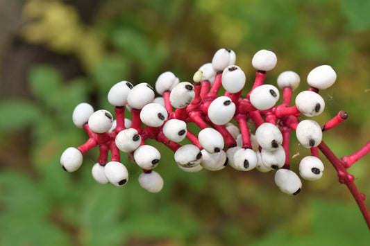 Graines de plantes à poupées pour plantation – Graines de jardin anciennes sans OGM