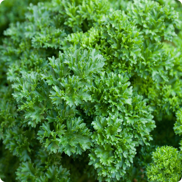 Double Curled Parsley Herb Seeds for Planting – Heirloom Non-GMO Garden Seeds