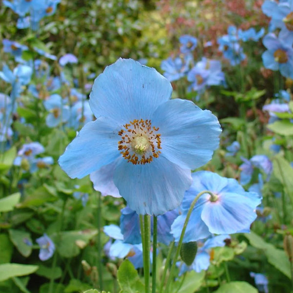 Sky Blue flower seeds