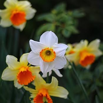 White Orange flower seeds