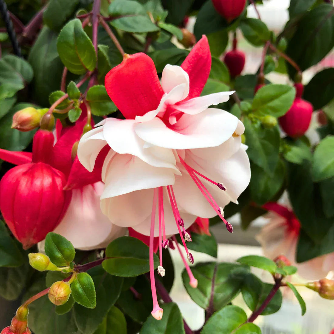 Light Pink flower seeds
