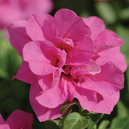 Pink Double flower seeds