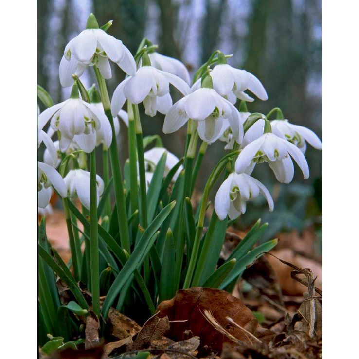 Scented Snowdrops flower seeds