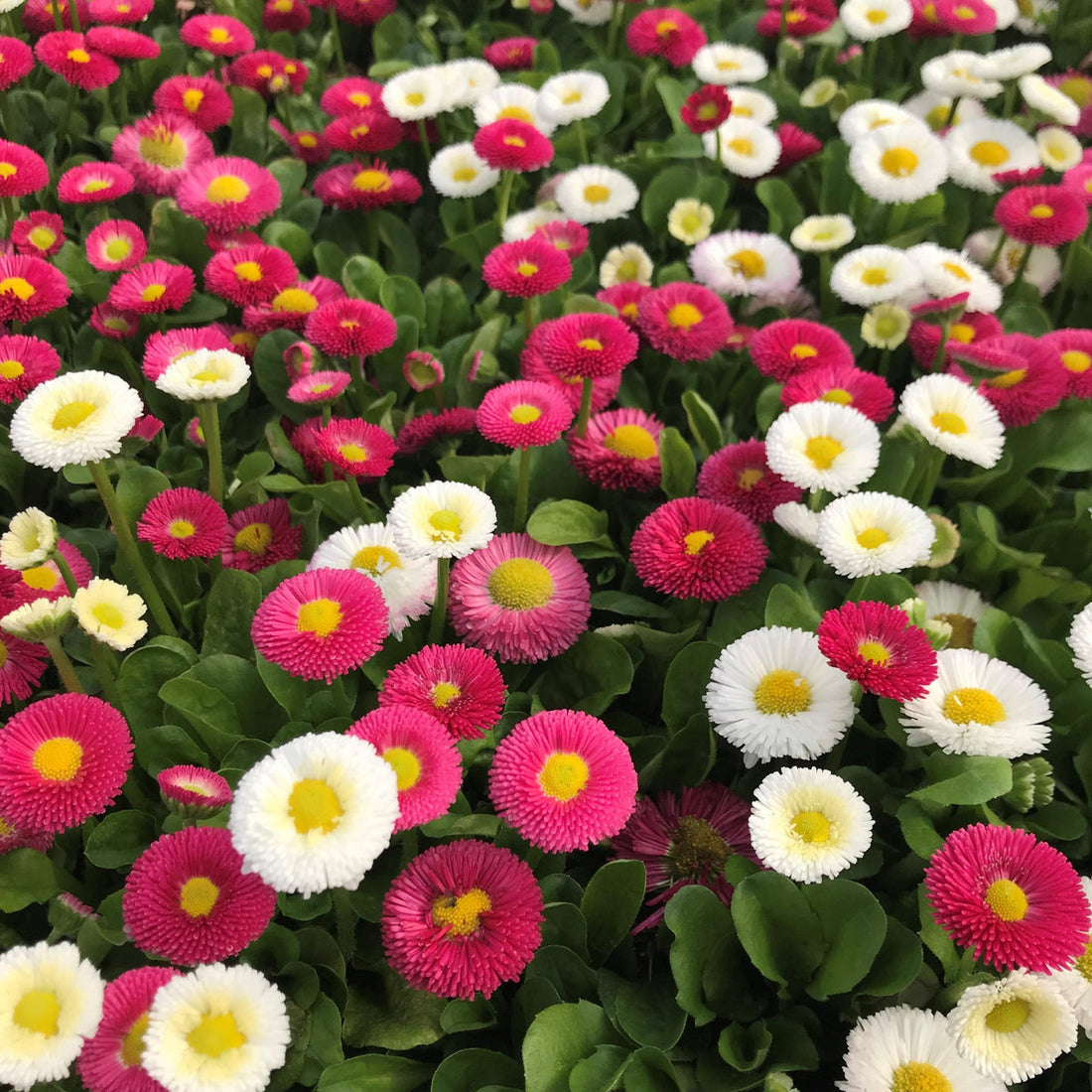 Margarita Roja flower seeds