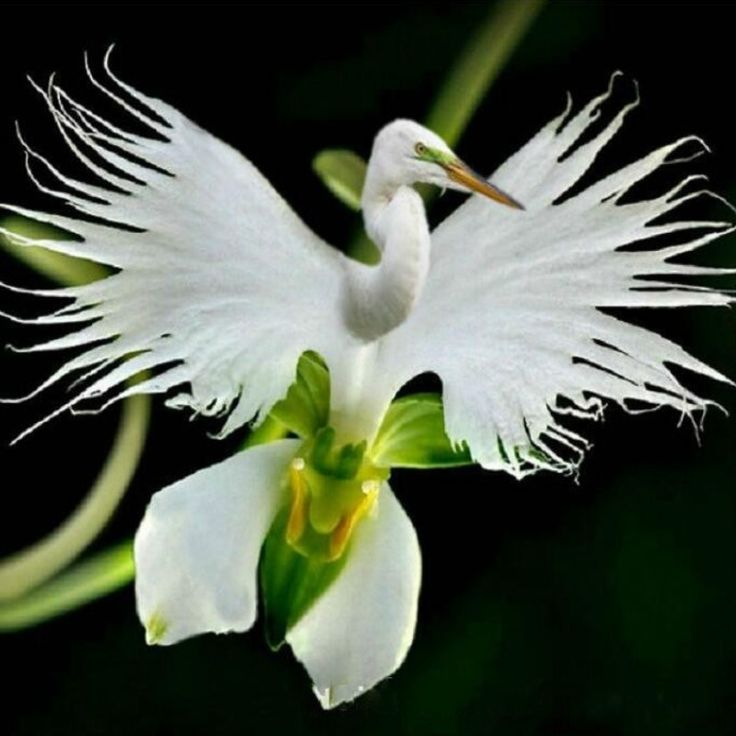 Dove Orchid flower seeds