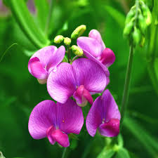 Violet Sweet flower seeds