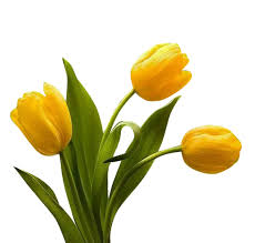 Yellow Tulip flower seeds