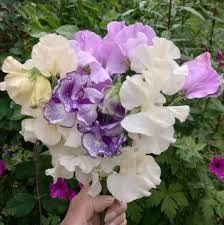 White Purple flower seeds