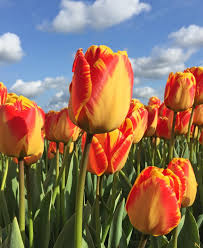 Red Yellow flower seeds