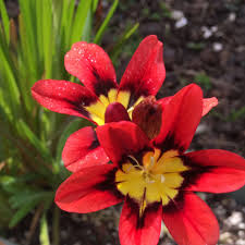 Blue Red flower seeds