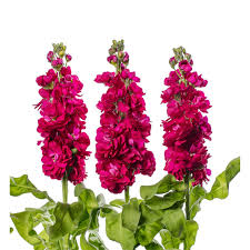 Red Matthiola flower seeds