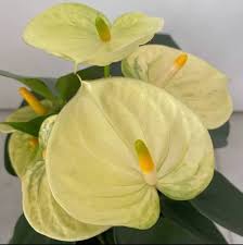 Yellow Anthurium flower seeds