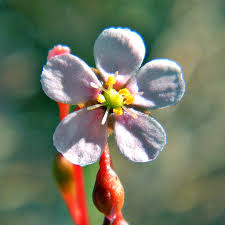 Pink Sundew flower seeds