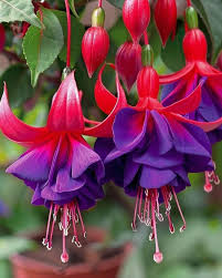 Purple Red flower seeds