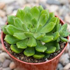 Dark Green flower seeds