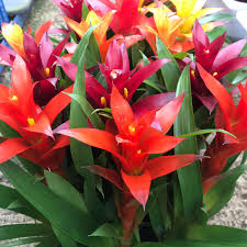 Bromeliad flower seeds