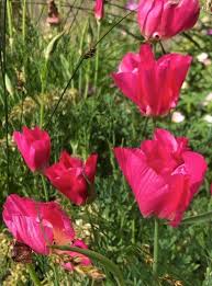 Pink Eschscholtzia flower seeds
