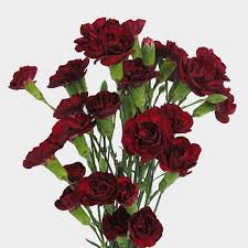 Burgundy Carnation flower seeds