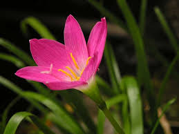 Pink Zephyranthes flower seeds