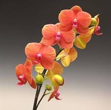 Orange Yellow flower seeds