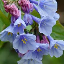 Blue Bell flower seeds