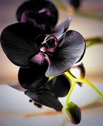 Black Phalaenopsis flower seeds