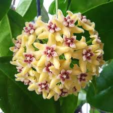 Pale Yellow flower seeds