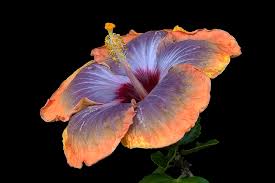 Blue Orange flower seeds